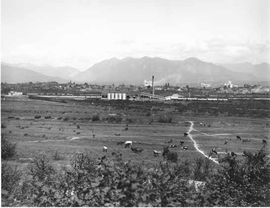 1935 photo of False Creek Flats as cattle pasture